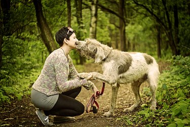 deerhound dog kissing a woman in walking