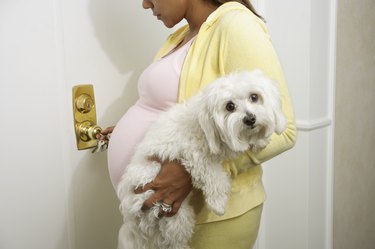 Pregnant woman carrying pet dog