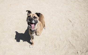 Smiling three-legged Boxer mix at a dog park. - The Amanda Collection