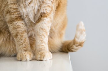 Primer plano de las patas de un gato