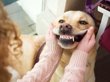 Dog Golden retriever  portrait