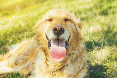 Golden retriever lying in the grass on hot day