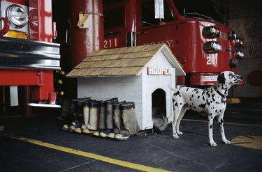 Dalmatian at Fire Station Doghouse