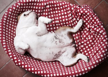 Bulldog in her bed showing the belly