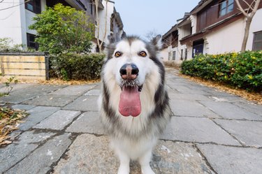 Alaskan malamute's family