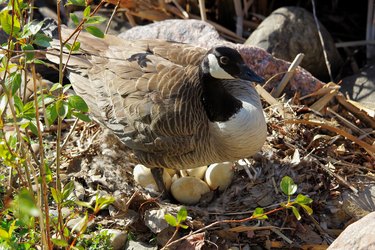 A mother Canadian Goose standing over her next os eggs