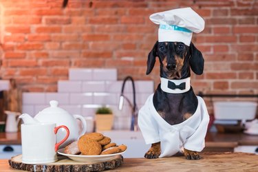 dachshund