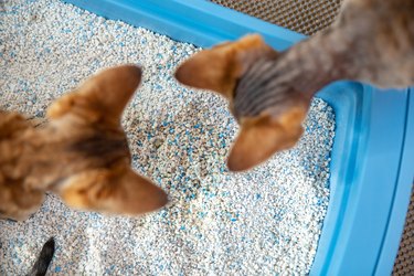 High Angle View of Curious Devon Rex Kittens Examining Dirty Cat Sand in Litter Box - stock photo