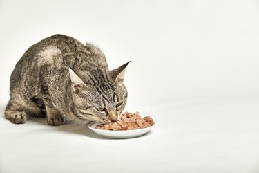 Grey tabby cat eat food from bowl on white