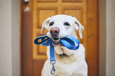 Dog waiting for walk with leash in mouth