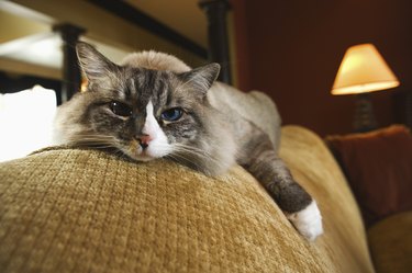 Cat on sofa