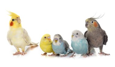 5 colorful pet birds in a row