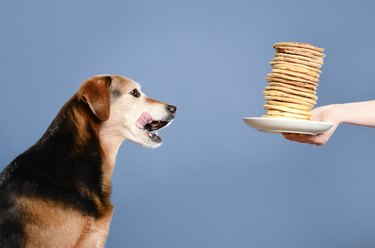 Dog celebrates with pancakes