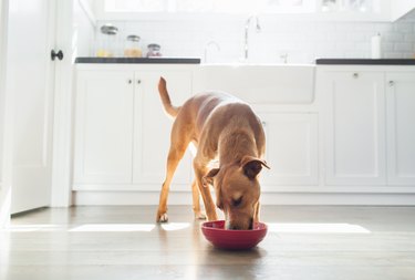 Front view of tan coloured dog in kitchen eating from red bowl