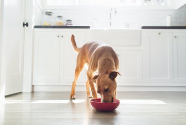 A List of Which Raw Vegetables Are Good for Your Dog | Cuteness