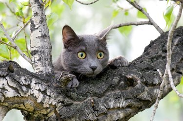 A cute grey curious cat on a tree