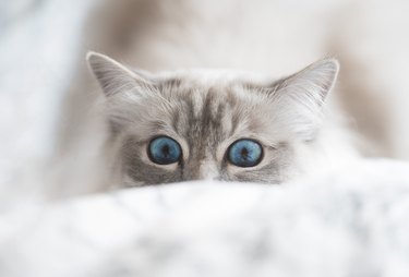 Close-Up Portrait Of Cat