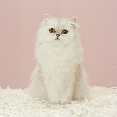 Persian cat  sitting on white rug, close-up