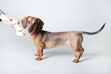 Young red-haired dachshund plays with a bone in the studio on a white background