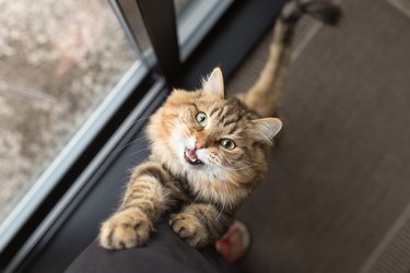 Impatient cat asking food