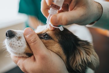 Close up of unrecognizable vet putting medical drops into dog's eye.
