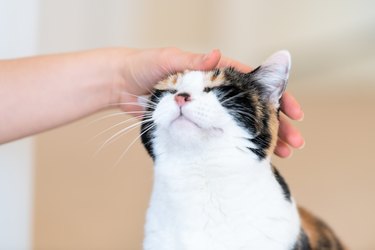 Closeup of calico cat, closed, close eyes, female person, woman one hand, fingers petting, touching head, happy, bliss