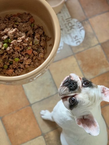 French bulldog puppy looking at her delicious lunch, focus on dog.