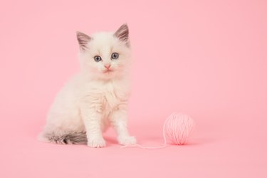 Baby cat with blue eyes in pink colors