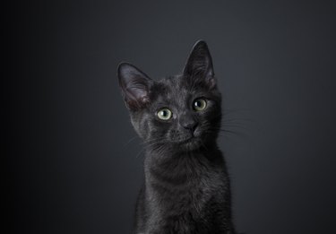 Stunning Black Kitten - The Amanda Collection