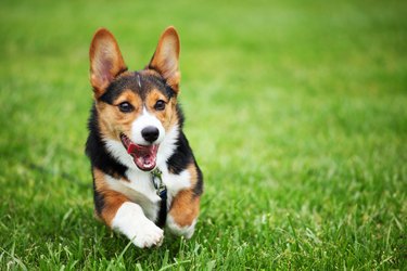 Happy Corgi Puppy Running through Grass