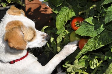 Curious Dog Sniffing Tomatoes