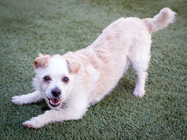 Cute terrier dog in play bow position on grass