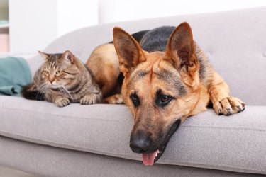 Adorable cat and dog resting together on sofa indoors. Animal friendship