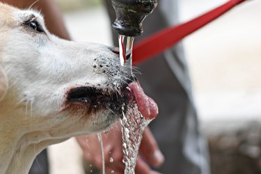 why is my dog eating but not drinking