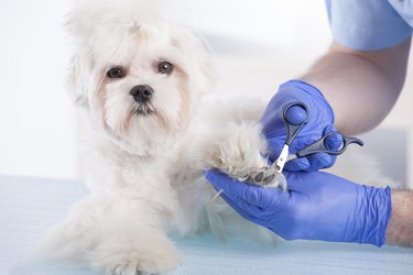 Close-up shot of a vet trimming the nails of a white dog