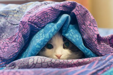 Photo of a cat wrapped in a blanket