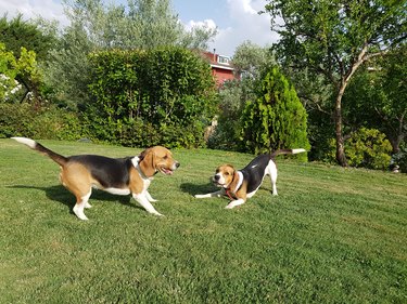 TWO BEAGLES PLAY IN THE HOME GARDEN