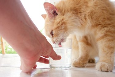 person setting down a glass of water for an orange cat to drink.