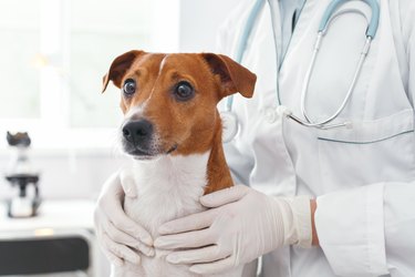 veterinarian holding dog with hands