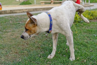 Dog Urinating On Grassy Field