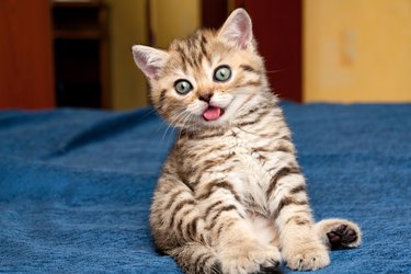 Little silly British kitten funny sitting on the couch with his tongue out of his mouth