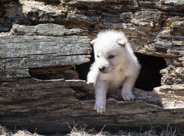 Young gray wolf pup