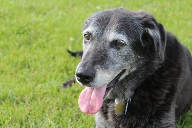 Happy old gray dog outside
