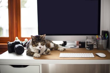 Cat lying down on a worktable computer