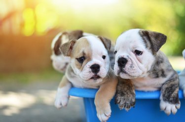 Bulldog puppies in a bucket.