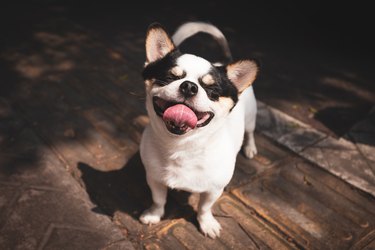 portrait of a cute little dog making a face