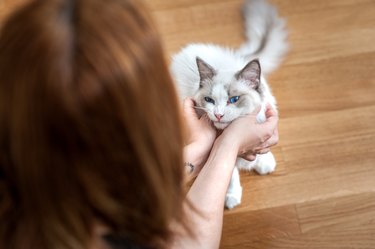 Ragdoll Cat Being Petted by woman