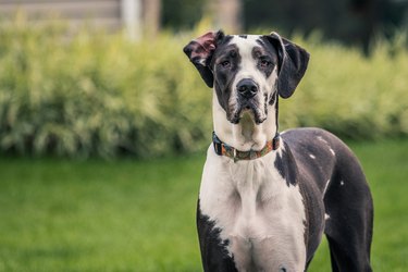 Black and white Great Dane staring at camera