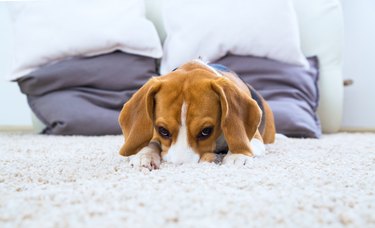 Dog on the carpet