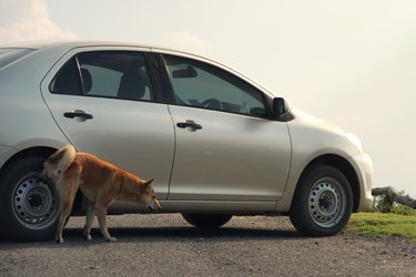 dog urinating on car